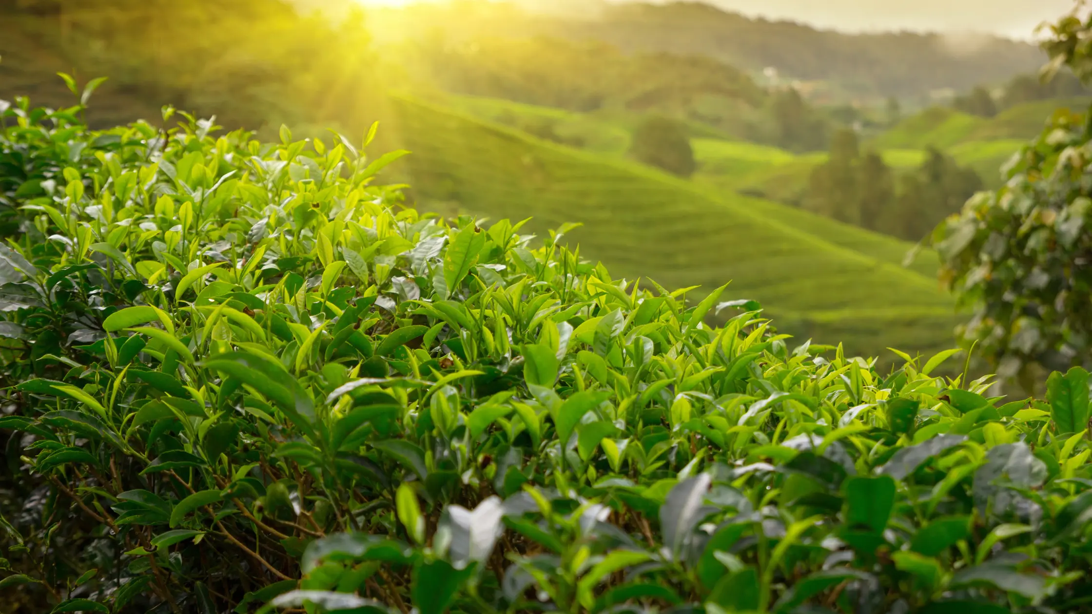 The best sunlit tea garden landscape representing Savoritea's roots in Siliguri, optimized with high-quality graphic design for digital marketing.
