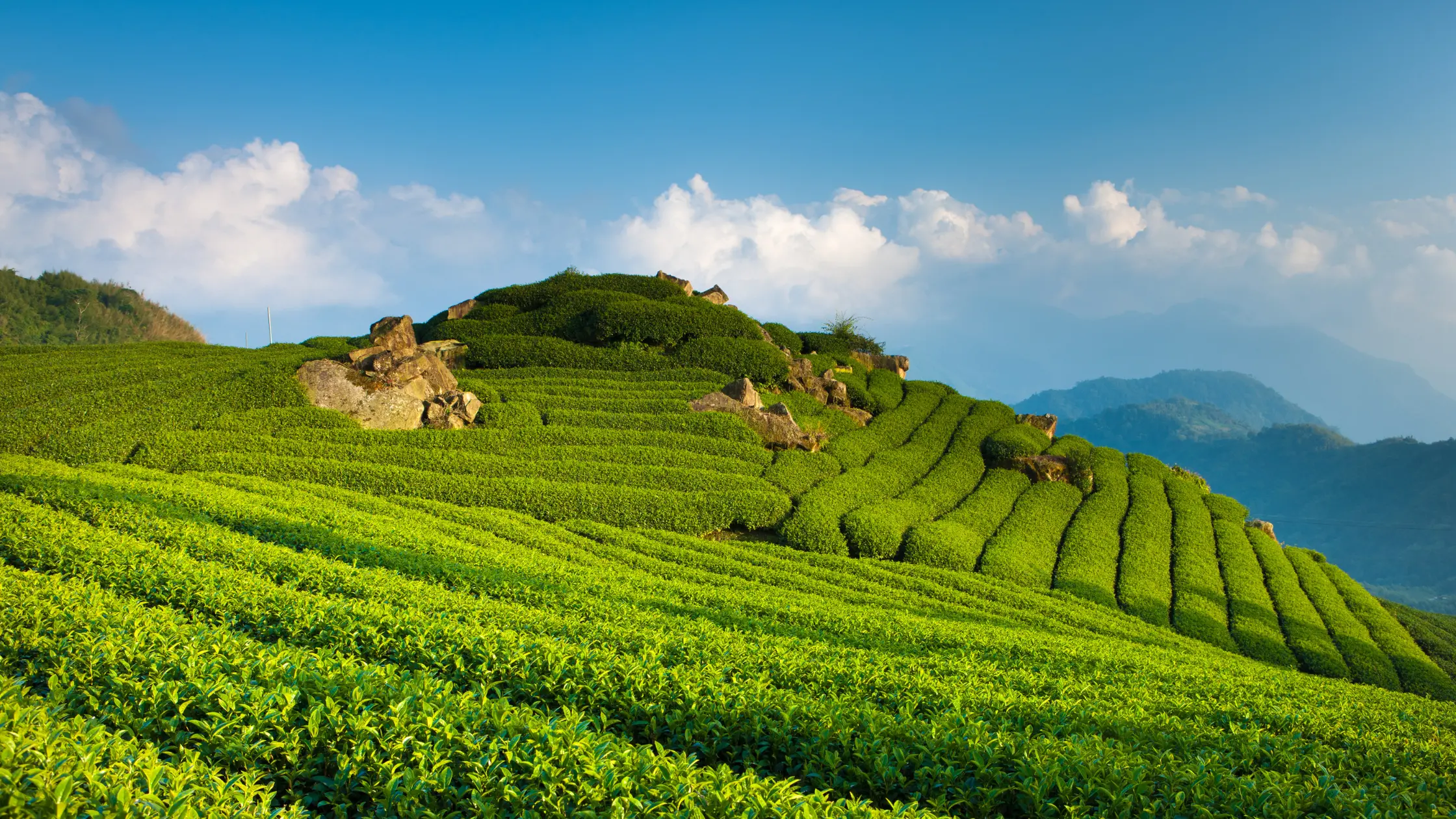 Lush green terraced tea plantation landscape on a sunny hillside with mountain ranges and clouds in the background.